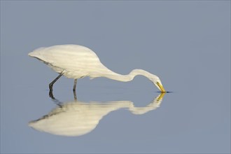 Great White Egret (Ardea alba, Casmerodius albus, Egretta alba) hunting, mirror image, Florida,