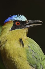 Amazon moth or blue-crowned moth (Momotus momota, Ramphastos momota), portrait, captive, occurrence