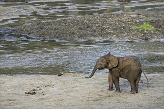 Young african forest elephant (Loxodonta cyclotis) in the Dzanga Bai forest clearing, Dzanga-Ndoki