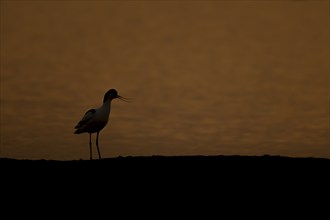 Pied avocet (Recurvirostra avosetta) adult bird calling by a lagoon at sunset, England, United