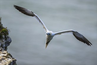 Northern Gannet, Morus bassanus, bird in flight over sea, Bempton Cliffs, North Yorkshire, England,