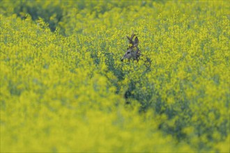 European roe deer (Capreolus capreolus), roebuck standing in a rapeseed field, rapeseed (Brassica