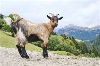 Domestic goat (Capra hircus), standing, wildlife Park Aurach near Kitzbuehl, Austria, Europe