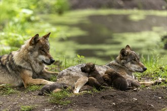 A pack of wolves rests in a green environment, the pups cuddle up to their mother, European grey