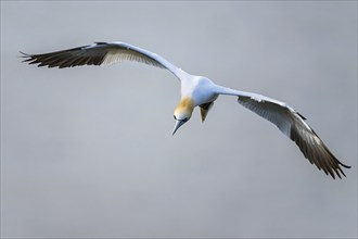 Northern Gannet, Morus bassanus, bird in fly, Bempton Cliffs, North Yorkshire, England, United