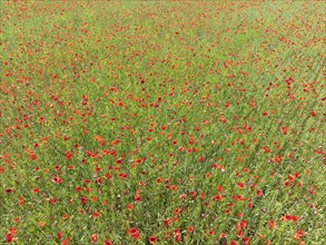 Aerial view, top down view of a corn field with poppy flower (Papaver rhoeas), full size, in full