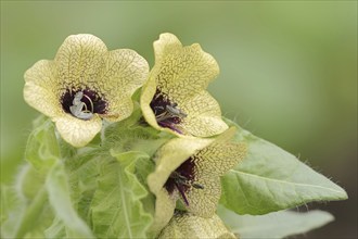 Black henbane (Hyoscyamus niger), flowers, North Rhine-Westphalia, Germany, Europe