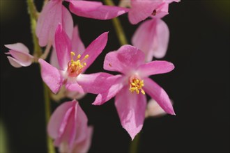 Coral vine or Mexican knotweed (Antigonon leptopus, Antigonon cinerascens), flowers, native to