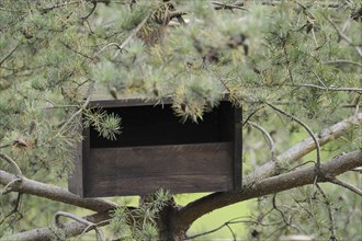 Nesting box for common kestrels (Falco tinnunculus), North Rhine-Westphalia, Germany, Europe