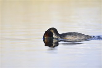 Great Crested Grebe (Podiceps cristatus), North Rhine-Westphalia, Germany, Europe