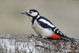 Great spotted woodpecker (Dendrocopos major) male sitting on the trunk of a fallen birch tree,