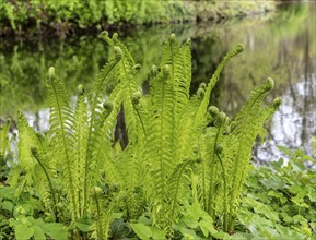 Vascular spore plant, fern in the forest, Berlin, Germany, Europe