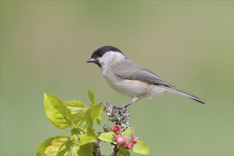 Marsh tit (Parus palustris) sitting on a branch with apple blossoms, Songbird, Birds, Wildlife,