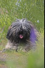 Puli, rare dog breed