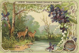 Picture series From woods and meadows, deer, Liebig picture, digitally restored reproduction of a