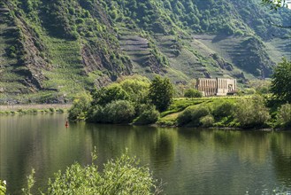 Vineyards on the Calmont and the ruins of the Stuben monastery near Bremm on the Moselle,