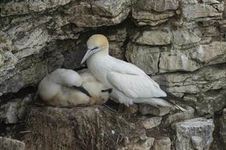 Northern gannet (Morus bassanus) adult bird and juvenile baby chick on a cliff ledge, RSPB Bempton