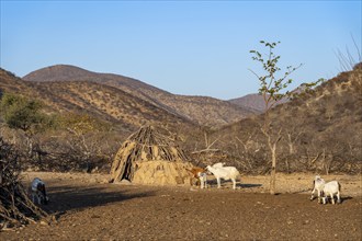 Goats and huts in a traditional Himba village, in the morning light, Kaokoveld, Kunene, Namibia,