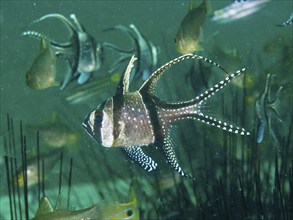 A school of striped Banggai cardinalfish (Pterapogon kauderni) swimming near Diadema setosum, dive