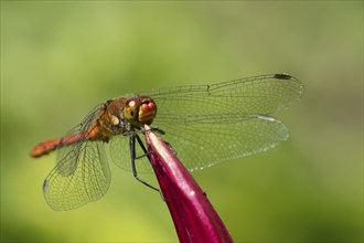 Ruddy darter dragonfly (Sympetrum sanguineum) adult male insect resting on a garden lily flower,