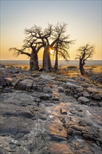 African baobab (Adansonia digitata), several trees at sunrise, sun star, Kubu Island (Lekubu), Sowa