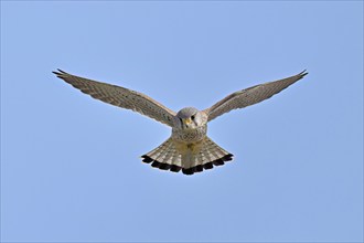 Kestrel (Falco tinnunculus), male, in flight, shaking, searching for prey, Canton Zug, Switzerland,