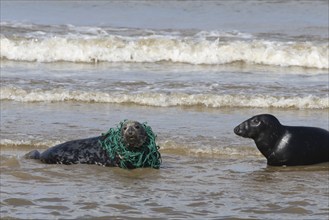 Grey seal (Halichoerus grypus) adult animal in the surf of the sea with netting wrapped around its