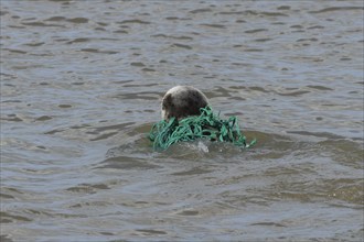 Grey seal (Halichoerus grypus) adult animal swimming in the sea with netting wrapped around its