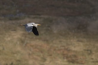 Grey heron (Ardea cinerea) adult bird flying carrying nesting material in its beak, Yorkshire,