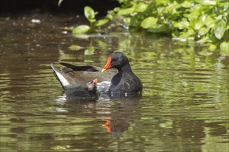 Moorhen (Gallinula chloropus) adult bird and two baby juvenile chicks on a lake, England, United