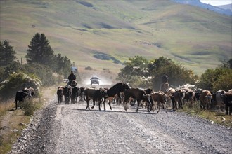 Shepherds driving a herd of cows on a road, gravel track, Tian Shan, Sky Mountains, Kyrgyzstan,