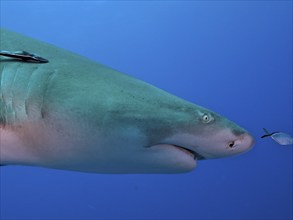 Close-up of a lemon shark (Negaprion brevirostris) with a ship keeper (Echeneidae) in the open blue