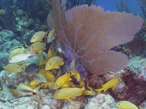 Tropical fish swim around a colourful coral reef with purple Venus fans (Gorgonia ventalina), dive