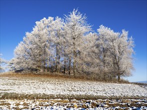 Birch Trees, (Betula pendula), a group of trees at the edge of a field, covered in hoar frost, set