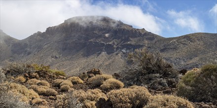 Faded Teide gorse and the summit of Montaña Guajara, also: Alto de Guajara, 2715m, crater walls,