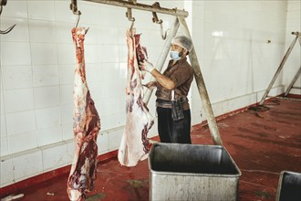 Cutting up a slaughtered dromedary (camelus dromedarius), camel slaughter, Salalah slaughterhouse,