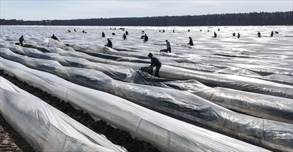 The first asparagus is harvested from a foil-covered asparagus field, Beelitz, 26/03/2024