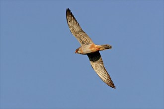 Red-footed Falcon, (Falco vespertinu), flight photo, falcon family, Tower Hide, Tiszaalpár,