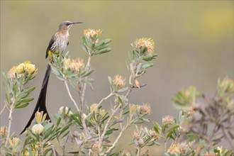 Cape sugarbird (Promerops cafer), Harold Porter National Botanical Gardens, Betty's Bay, Western