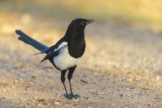 European magpie (Pica pica), Hides De Calera / Lynx Hide, Calera Y Chozas, Castilla La Mancha /