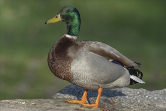 Male mallard duck (Anas platyrhynchos) resting by a river in spring. Bas Rhin, Alsace, France,