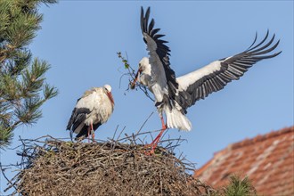 Pair of white stork (ciconia ciconia) building their nest in spring. Bas Rhin, Alsace, France,