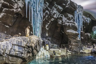 Penguins on display in artificial natural habitat at the Empire of the Penguin attraction in