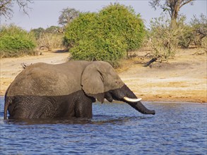 An elephant crosses the Chobe, the lower reaches of the Cuando River, on the border of Namibia and