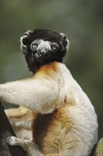 Crown sifaka (Propithecus coronatus, Propithecus verreauxi coronatus), captive, occurring in