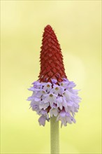 Orchid primrose or orchid primrose (Primula vialii), ornamental plant, occurring in China