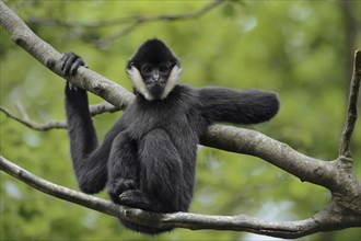 Northern white-cheeked gibbon (Nomascus leucogenys), juvenile, captive, occurrence in Asia