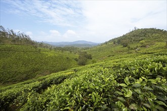 Green hilly landscape with tea plantations, Thekkady, Kerala, India, Asia