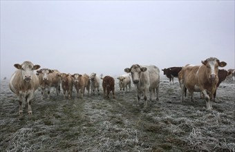 Cattle standing in dense fog on a pasture, Teschendorf, 15 November 2012, Teschendorf, Germany,