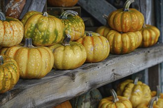 Close up of yellow pumpkins on wooden racks at market. Generative Ai, AI generated